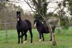 Verzorger gezocht, Dieren en Toebehoren, Ophalen of Verzenden, Nieuw