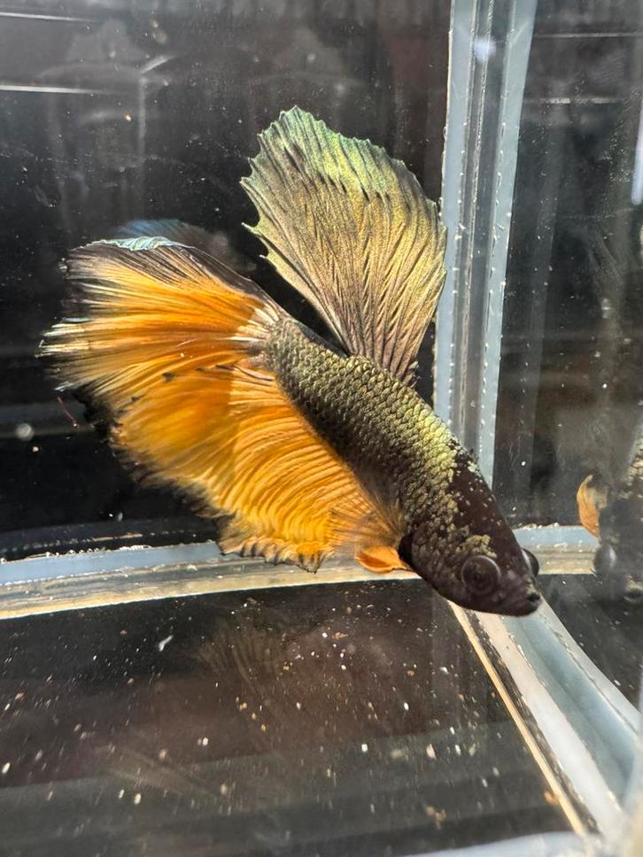 Diverse Vissen actie oktober, Dieren en Toebehoren, Vissen | Aquariumvissen, Zoetwatervis, Vis, Schoolvis
