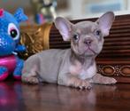 🥰 prachtige, super gave x franse Bulldog pups 🥰, Dieren en Toebehoren, Reu, Bulldog, Meerdere, Nederland