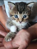 Tijger kitten