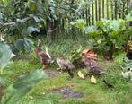 Loopeenden kuikens, Dieren en Toebehoren, Meerdere dieren, Kip