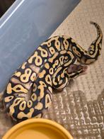 Pastel phantom harlequin dh dg amur, Slang, 0 tot 2 jaar
