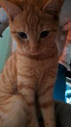 Echt goed huis gezocht voor lieve poes van 6mnd, Dieren en Toebehoren, Katten en Kittens | Overige Katten