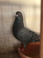 Drie jongens klaar voor kweken, Dieren en Toebehoren, Vogels | Duiven, Mannelijk