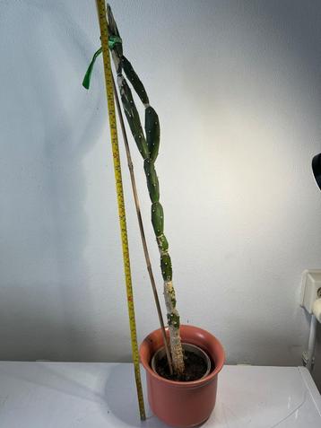 89+cm Opuntia Elata cactus 4jr oud 19cm pot beschikbaar voor biedingen