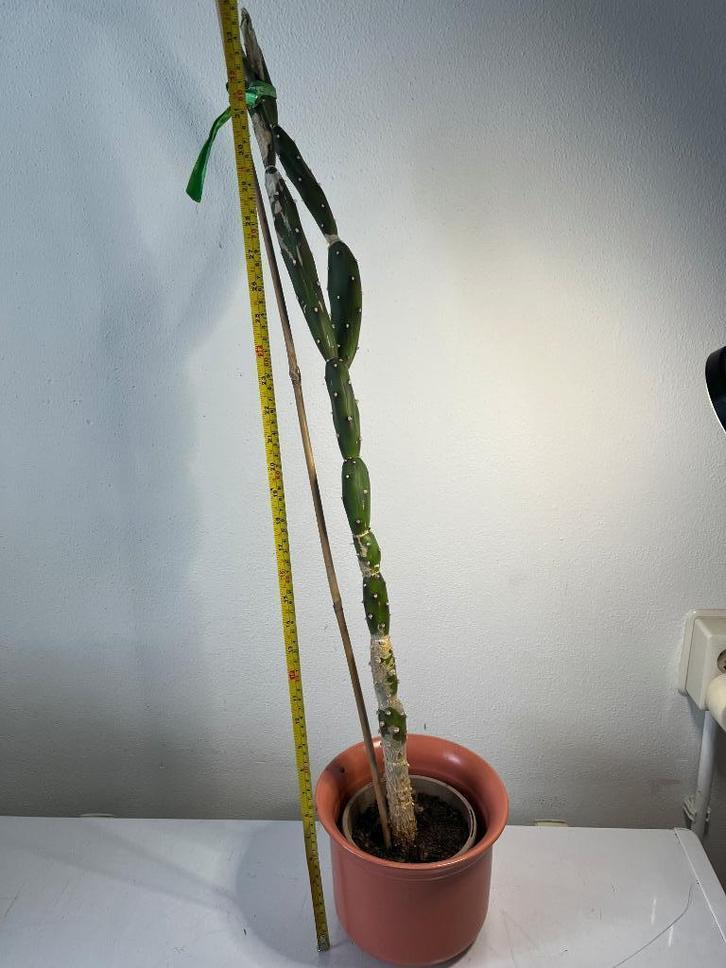 89+cm Opuntia Elata cactus 4jr oud 19cm pot, Huis en Inrichting, Kamerplanten, Cactus, Minder dan 100 cm, Volle zon, In pot, Ophalen