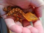 Wimpergekko mannetje jong, Dieren en Toebehoren, Reptielen en Amfibieën, Hagedis, 0 tot 2 jaar