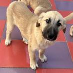 ACE: Elyo is een sociaal kereltje, Particulier, Reu, 8 tot 15 weken, Buitenland