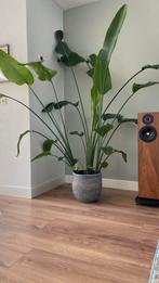 Strelitzia 1.85 cm, Huis en Inrichting, Kamerplanten, Ophalen, Halfschaduw, In pot, 150 tot 200 cm