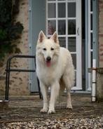 Hondenoppas of uitlaatservice gezocht, Uitlaatservice