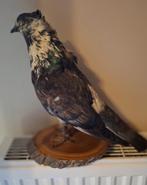 Duifachtige taxidermie vogel, Verzenden, Gebruikt, Vogel, Opgezet dier
