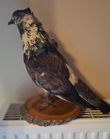 Duifachtige taxidermie vogel beschikbaar voor biedingen