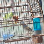 Parva putter man 2024, Dieren en Toebehoren, Mannelijk, Wildzangvogel, Geringd