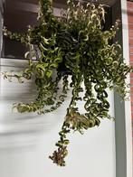 Aeschynanthus Swing, Ophalen of Verzenden, Overige soorten, Halfschaduw, Minder dan 100 cm