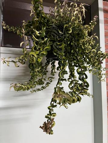 Aeschynanthus Swing beschikbaar voor biedingen