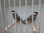 Rijstvogels, Dieren en Toebehoren, Vogels | Overige Vogels, Meerdere dieren, Tropenvogel, Geringd