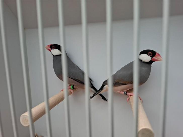 Rijstvogels, Dieren en Toebehoren, Vogels | Overige Vogels, Tropenvogel, Meerdere dieren, Geringd