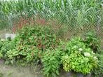 Polygonum Persicaria, Ophalen, Zomer, Overige soorten, Volle zon