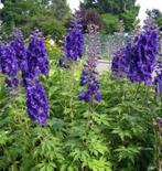 Ridderspoor Delphinium vaste plant paars, Ophalen, Zomer, Overige soorten, Halfschaduw