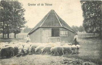 (388-567-001) Veluwe Groeten uit de Veluwe beschikbaar voor biedingen