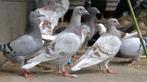 Postduiven, Dieren en Toebehoren, Vogels | Duiven, Meerdere dieren, Postduif