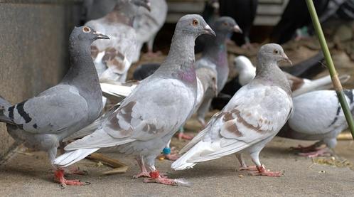 Postduiven, Dieren en Toebehoren, Vogels | Duiven, Postduif, Meerdere dieren