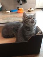 Kittens, Dieren en Toebehoren, Katten en Kittens | Overige Katten, Poes, Kortharig, 0 tot 2 jaar