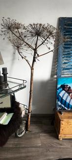 Gedroogde Bereklauw - Stoere Woondecoratie, Ophalen, Gebruikt