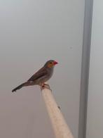 2-2 Oranjekaakjes, Dieren en Toebehoren, Vogels | Overige Vogels, Meerdere dieren, Tropenvogel, Geringd