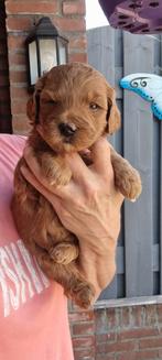 Prachtige ½ medium australian labradoodle pups, Dieren en Toebehoren, 8 tot 15 weken, Meerdere, Meerdere dieren, Middel