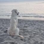 Herplaatsing Golden Retriever Marley, Dieren en Toebehoren, Honden | Retrievers, Spaniëls en Waterhonden, Golden retriever, België