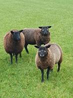 Blauwe texellaar ooi lammeren, Dieren en Toebehoren, Schapen, Geiten en Varkens, Vrouwelijk, Schaap