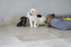 Vrolijke Boomer pups, Maltezer, Nederland, CDV (hondenziekte), 8 tot 15 weken
