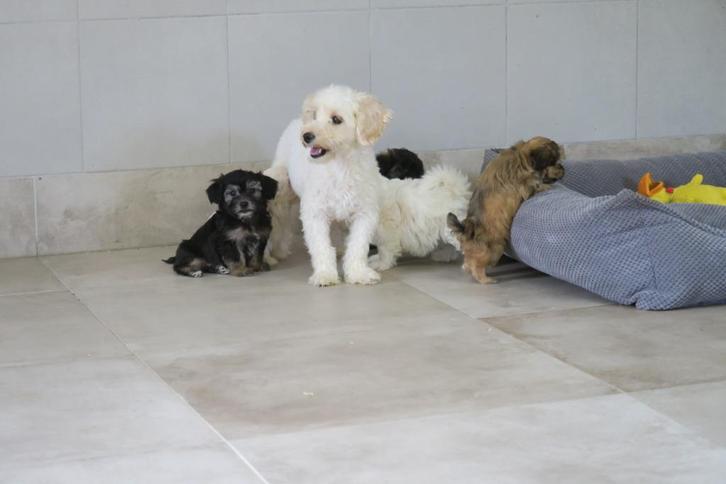 Vrolijke Boomer pups, Dieren en Toebehoren, Honden | Chihuahua's en Gezelschapshonden, Meerdere dieren, Maltezer, Fokker | Professioneel