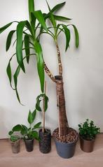 Heel leuke set populaire kamerplanten, yucca, anthurium, Minder dan 100 cm, Yucca, Halfschaduw, In pot