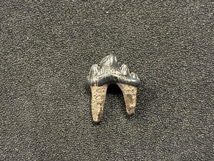 Super zeldzaam setje zeehonden tanden uit Mill, Verzamelen, Mineralen en Fossielen, Fossiel, Ophalen of Verzenden