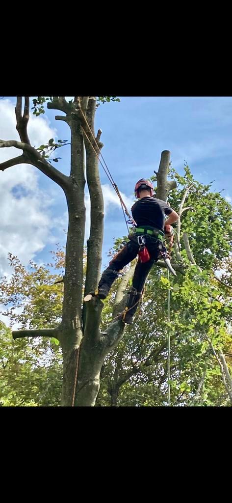 Boomverzorging,kappen,rooien,omzagen, Diensten en Vakmensen, Tuinmannen en Stratenmakers