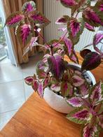 Gigantische Siernetel (Coleus) in de pot, Huis en Inrichting, Kamerplanten, Ophalen, In pot, Halfschaduw, Minder dan 100 cm