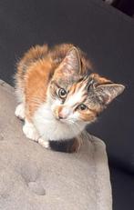 Lieve sociale kitten 4 mnd, Dieren en Toebehoren, Katten en Kittens | Raskatten | Korthaar, Kater
