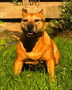 Gezocht: lieve baas(jes) voor Kira (amerikaans stafford), 6 jaar of ouder, Rabiës (hondsdolheid), Teef, Eén hond