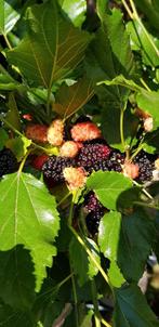 Morus Mojo Berry / Japanse dwerg moerbei ‼️ / eetbaar fruit, 250 tot 400 cm, Zomer, Ophalen, Volle zon