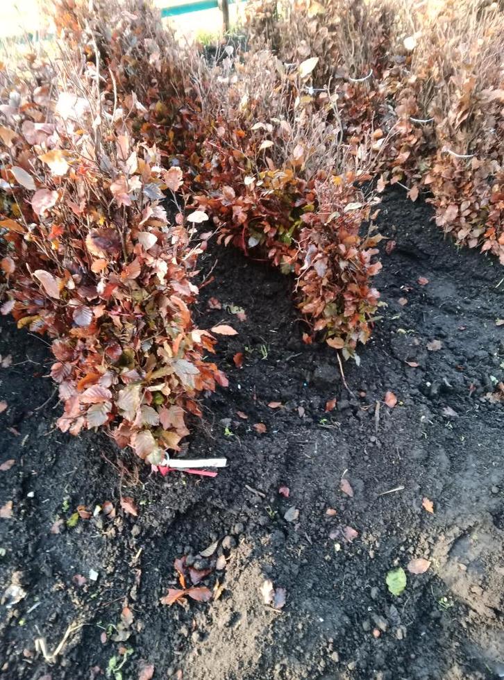 fagus atropurpurea (rode haagbeuk bladhoudend), Tuin en Terras, Planten | Struiken en Hagen, Beukenhaag, 100 tot 250 cm, Ophalen