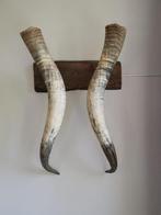 Wandlamp van Afrikaanse koeienhoorns, Ophalen, E27 (groot)