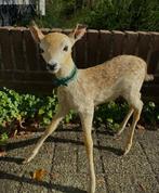 Taxidermie, opgezet hertje, Verzamelen, Dierenverzamelingen, Ophalen, Zo goed als nieuw, Wild dier, Opgezet dier