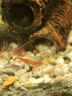 licht rode garnalen, Kreeft, Krab of Garnaal