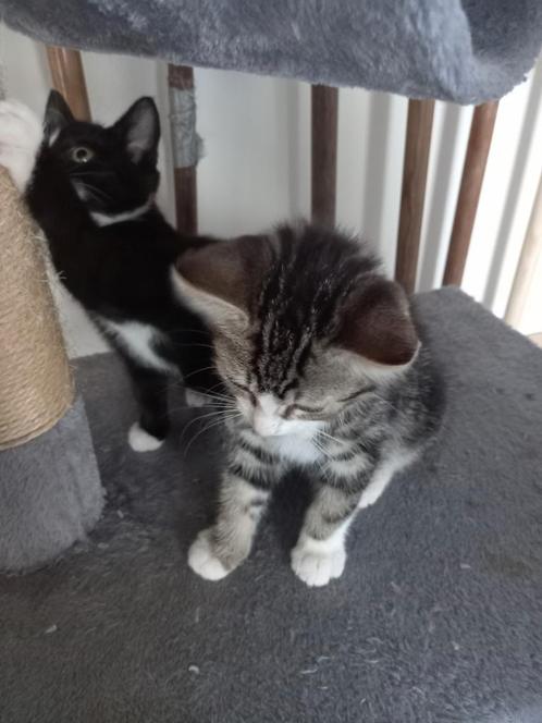 Jonge kittens mogen naar warm thuis, Dieren en Toebehoren, Katten en Kittens | Overige Katten, Meerdere dieren, 0 tot 2 jaar