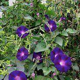Zaden Ipomoea Kniola's Black, Tuin en Terras, Bloembollen en Zaden, Volle zon, Verzenden