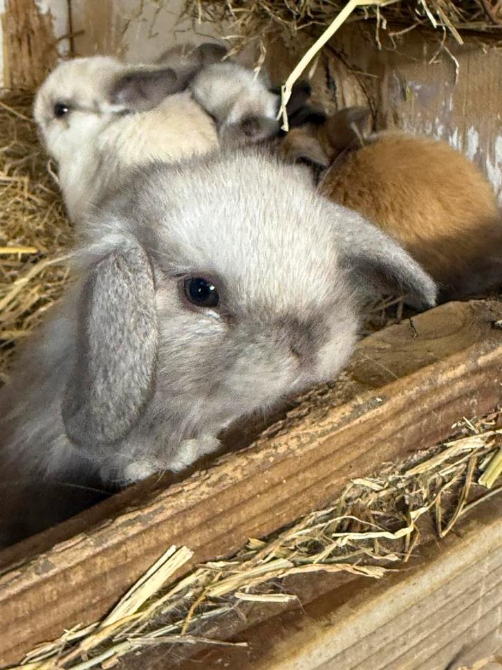 Nederlandse Hangoor Dwerg Konijnen/Minilop, Dieren en Toebehoren, Konijnen, Dwerg, Meerdere dieren, 0 tot 2 jaar, Hangoor