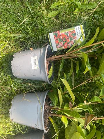 Photinia Fraseri 'Red Robin' - 4 stuks beschikbaar voor biedingen