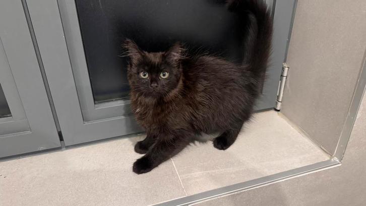 Prachtige Noorse Boskat kitten, Dieren en Toebehoren, Katten en Kittens | Overige Katten, Poes